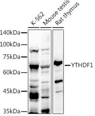 Western Blot: YTHD1 AntibodyAzide and BSA Free [NBP2-94472]