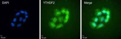 Immunocytochemistry/ Immunofluorescence: YTHDF2 Antibody [H00051441-B01P]