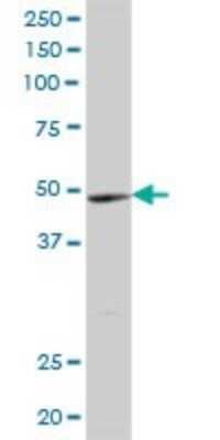 Western Blot: YTHDF2 Antibody [H00051441-B01P]