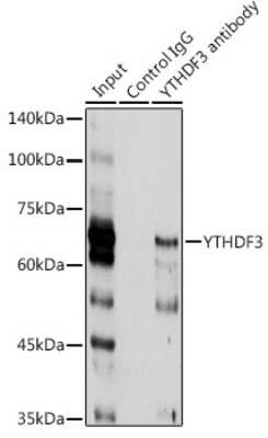 Immunoprecipitation: YTHDF3 Antibody - BSA Free [NBP2-94636]