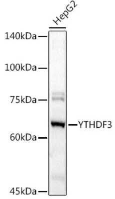 Western Blot: YTHDF3 AntibodyBSA Free [NBP2-94636]