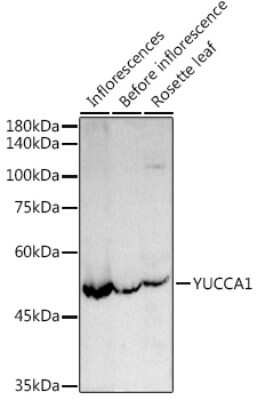 Western Blot: YUCCA1 AntibodyAzide and BSA Free [NBP3-16071]