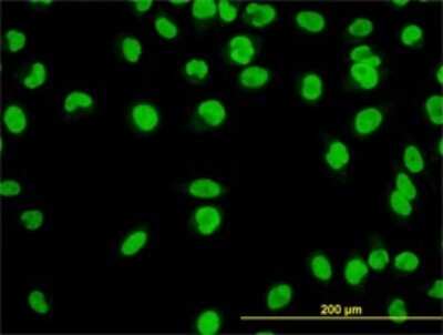 Immunocytochemistry/ Immunofluorescence: YY1 Antibody (2C4) [H00007528-M01]