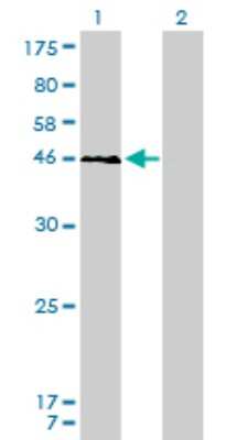 Western Blot: YY1 Antibody (2C4) [H00007528-M01]