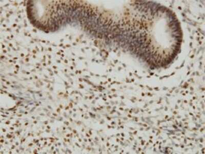 Immunohistochemistry-Paraffin: YY1 Antibody (4D2) [H00007528-M03]