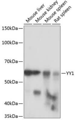 Western Blot: YY1 Antibody (6J6L1) [NBP3-15779]