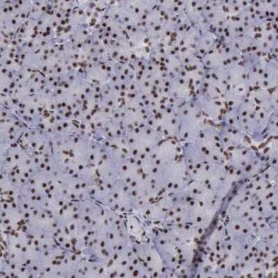 Immunohistochemistry-Paraffin: YY1 Antibody [NBP1-85260]