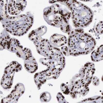 Immunohistochemistry-Paraffin: YY1 Antibody [NBP1-85260]