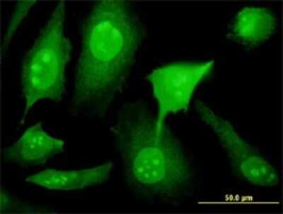 Immunocytochemistry/ Immunofluorescence: YY1AP1 Antibody (2G7) [H00055249-M02]