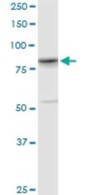 Western Blot: YY1AP1 Antibody (2G7) [H00055249-M02]