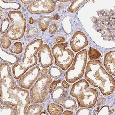 Immunohistochemistry-Paraffin: YY1AP1 Antibody [NBP1-81763]