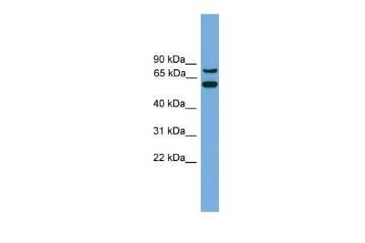 Western Blot: YY1AP1 Antibody [NBP2-88600]