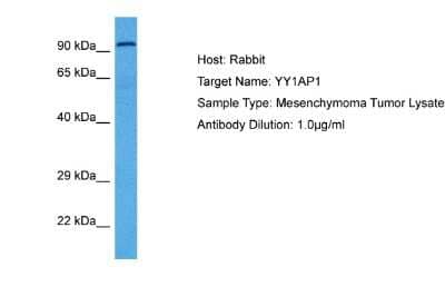 Western Blot: YY1AP1 Antibody [NBP2-88602]