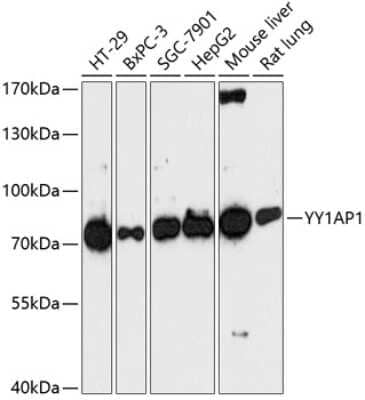 Western Blot: YY1AP1 AntibodyAzide and BSA Free [NBP2-94366]