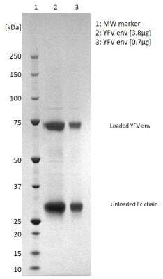 Sandwich ELISA Detection: Recombinant Virus Yellow Fever Virus Envelope Fc Protein [NBP3-14821]