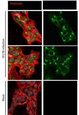 Immunocytochemistry/ Immunofluorescence: Yellow Fever Virus NS1 Antibody (CE6.A.B9.G3) [NBP3-14846]
