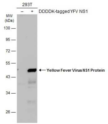 Western Blot: Yellow Fever Virus NS1 Antibody [NBP3-13335]