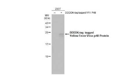 Western Blot: Yellow Fever Virus prM Antibody [NBP3-13320]