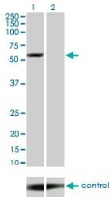 Western Blot: Yes Antibody (2F4) [H00007525-M01]