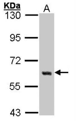 Western Blot: Yes Antibody [NBP1-31297]
