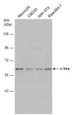 Western Blot: Yes Antibody [NBP1-31297]