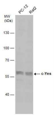 Western Blot: Yes Antibody [NBP1-31297]