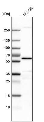 Western Blot: Yes Antibody [NBP1-85369]