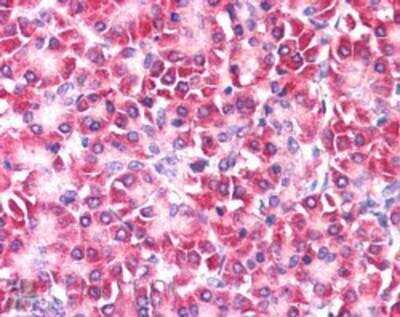 Immunohistochemistry-Paraffin: Ymer Antibody [NB100-1542]