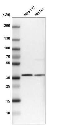 Western Blot: Ymer Antibody [NBP1-88265]