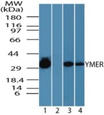 Western Blot: Ymer Antibody [NBP2-24483]