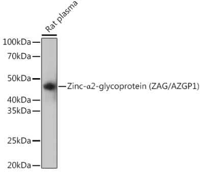 Western Blot: ZAG Antibody (7I8N3) [NBP3-15426]