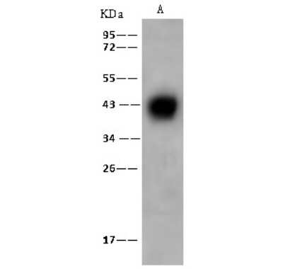 Western Blot: ZAG Antibody [NBP3-00103]