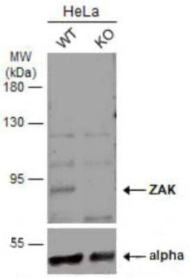 Western Blot: ZAK Antibody [NBP2-20934]