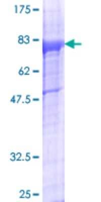 SDS-PAGE: Recombinant Human ZAK GST (N-Term) Protein [H00051776-P01]