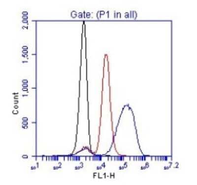 Flow Cytometry: ZAP70 [p Tyr319] Antibody [NBP1-18896]