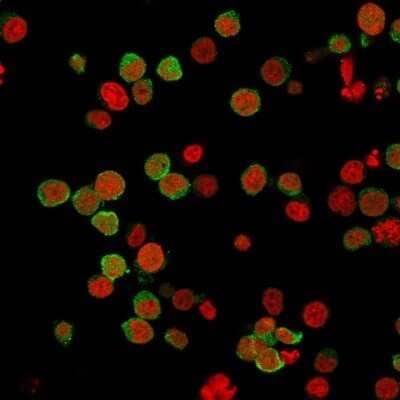 Immunocytochemistry/ Immunofluorescence: ZAP70 Antibody (2F3.2) - Azide and BSA Free [NBP2-47774]