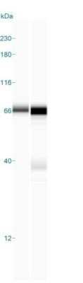 Simple Western: ZAP70 Antibody (2F3.2)Azide and BSA Free [NBP2-47774]