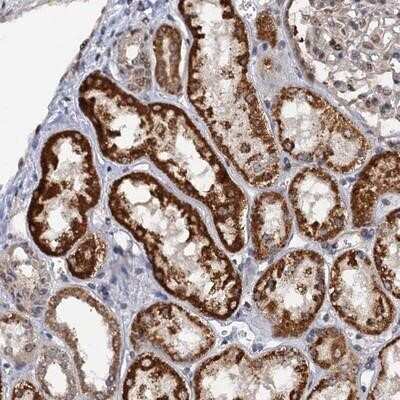 Immunohistochemistry-Paraffin: ZAR1L Antibody [NBP1-90974]