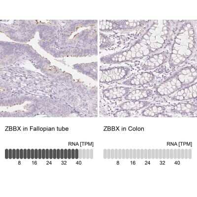 Immunohistochemistry-Paraffin: ZBBX Antibody [NBP1-82092]