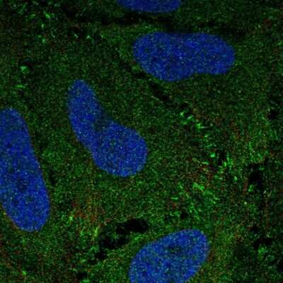 Immunocytochemistry/ Immunofluorescence: ZBED3 Antibody [NBP2-33772]