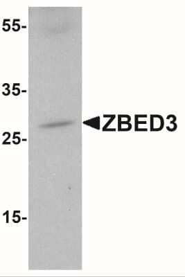 Western Blot: ZBED3 AntibodyBSA Free [NBP1-76326]