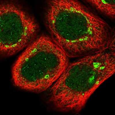 Immunocytochemistry/ Immunofluorescence: ZBED5 Antibody [NBP2-13533]