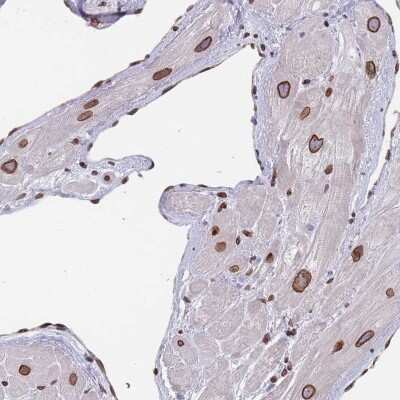 Immunohistochemistry-Paraffin: ZBTB1 Antibody [NBP2-31022]