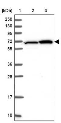 Western Blot: ZBTB1 Antibody [NBP2-31022]