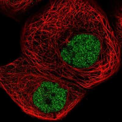 Immunocytochemistry/ Immunofluorescence: ZBTB11 Antibody [NBP1-80580]