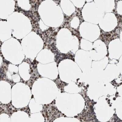 Immunohistochemistry-Paraffin: ZBTB11 Antibody [NBP1-80580]