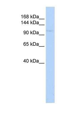 Western Blot: ZBTB11 Antibody [NBP1-80327]