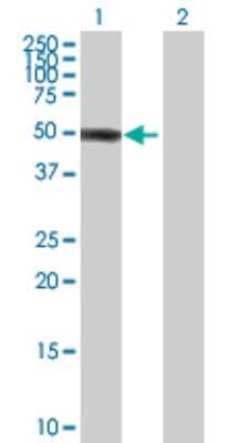 Western Blot: ZBTB12 Antibody [H00221527-B01P]