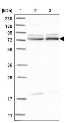 Western Blot: ZBTB2 Antibody [NBP1-88787]