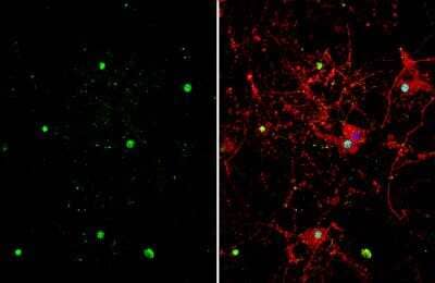 Immunocytochemistry/ Immunofluorescence: ZBTB20 Antibody [NBP2-20936]